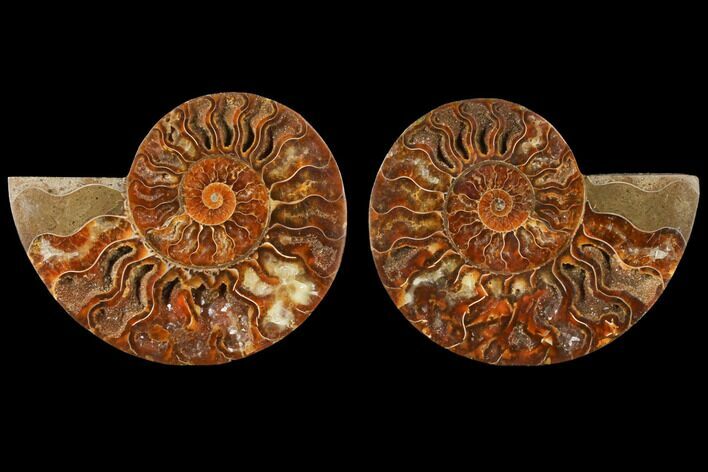 Sliced Ammonite Fossil - Agatized #125032